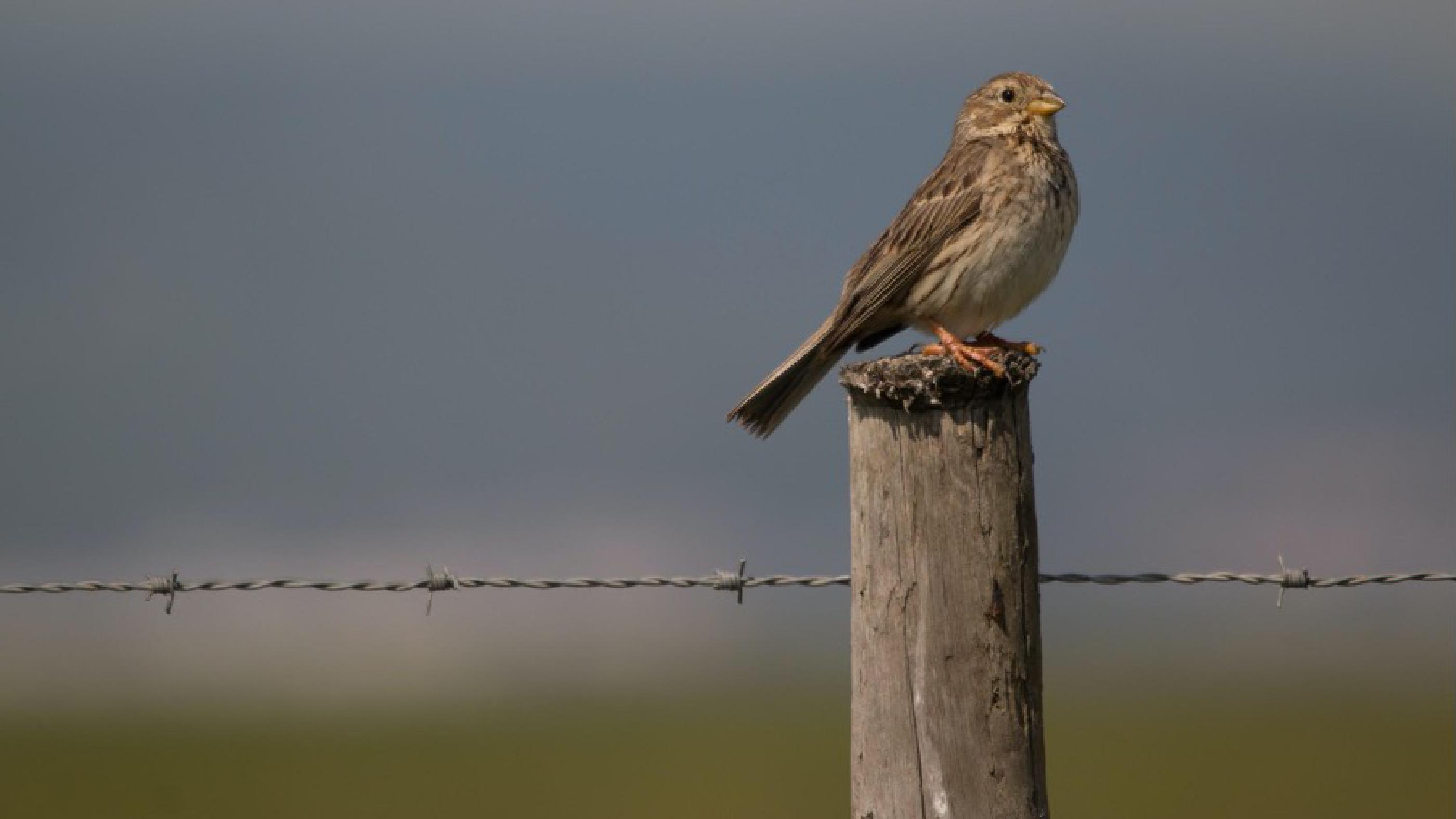 JASMIN helps track the impact of climate change on UK birds